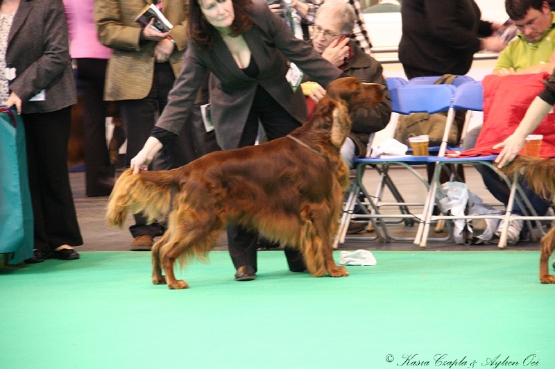 Crufts2011 436.jpg